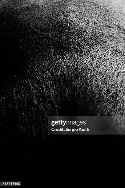 detail of a gorilla's back - pelo de animal fotografías e imágenes de stock