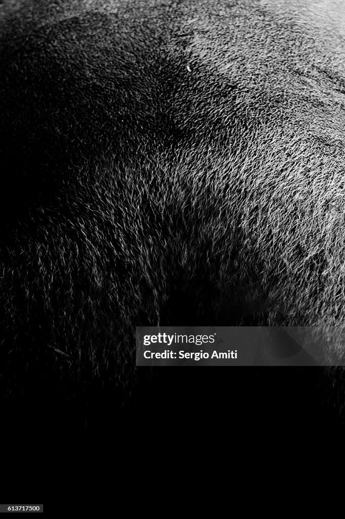 Detail of a gorilla's back