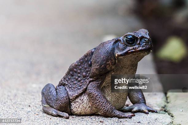 giant toad - cane toad fotografías e imágenes de stock