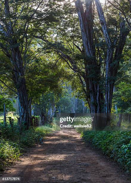 shards of light peak through the tree tops in a dry forest - 尼科亞半島 個照片及圖片檔