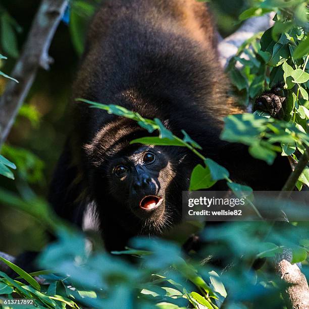 square crop of a howler monkey - mantled howler monkey stock pictures, royalty-free photos & images