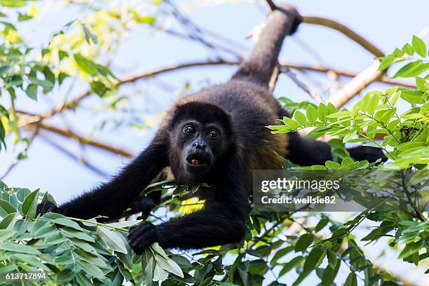 reaching out for leaves - howler monkey stock pictures, royalty-free photos & images