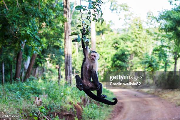 white faced capuchin hanging from a tree - 尼科亞半島 個照片及圖片檔