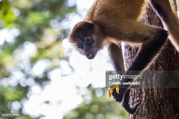 spider monkey feeding - klammeraffe stock-fotos und bilder