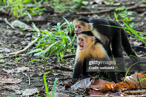 couple of white faced capuchins showing agrression - mono capuchino de garganta blanca fotografías e imágenes de stock