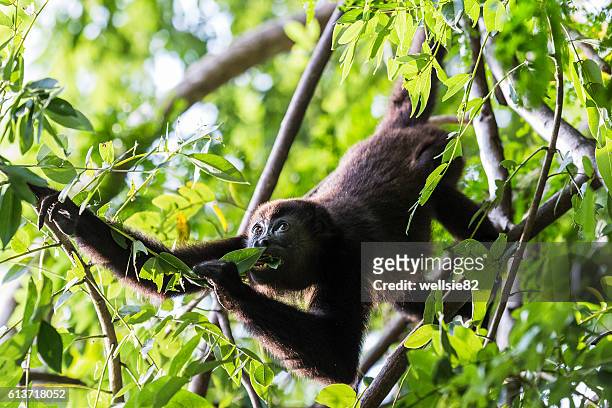howler feeding before sunset - howler monkey stock pictures, royalty-free photos & images