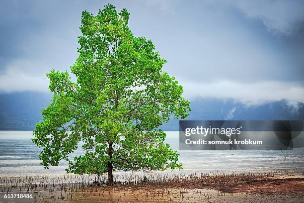 mangrove tree on low tide beach - roebuck bay stock pictures, royalty-free photos & images
