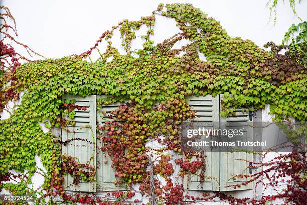 Pirna, Germany Window shutters are overgrown with ivy on October 02, 2016 in Pirna, Germany.