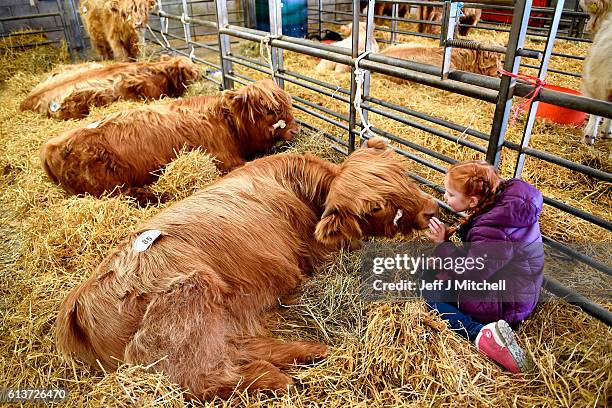 Cattle Kate Cattle Kate Photos and Premium High Res Pictures - Getty Images