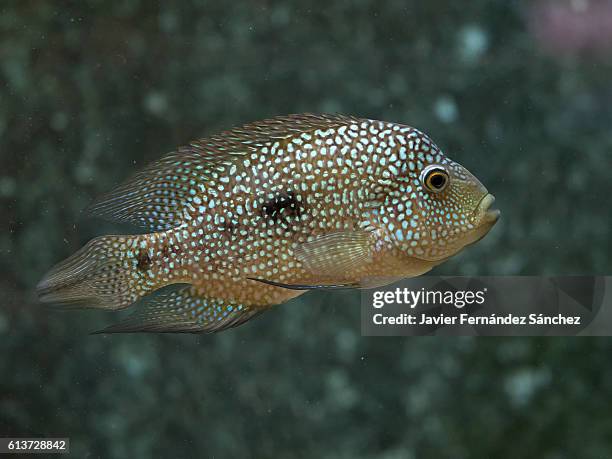 the fish texas cichlid (cichlasoma cyanoguttatum). originally from north america. - cichlid aquarium stock pictures, royalty-free photos & images