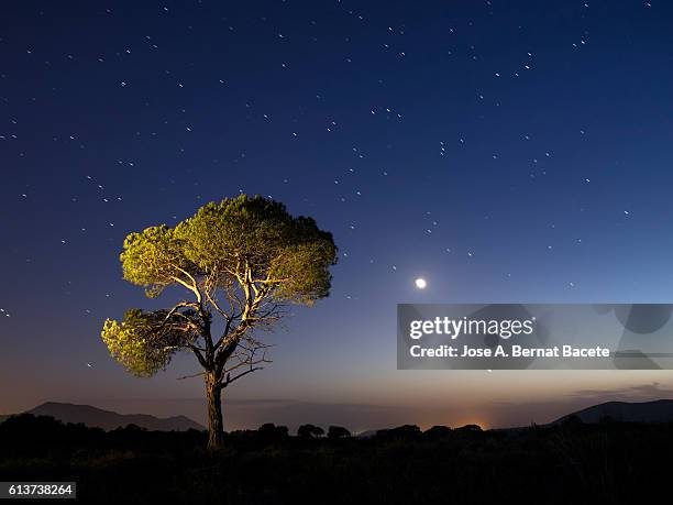 a tree of alone pine in the mountain, a night of blue sky of full moon and stars - single tree imagens e fotografias de stock