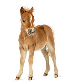 Side view of a poney, foal facing against white background