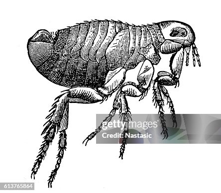 Flea Flea