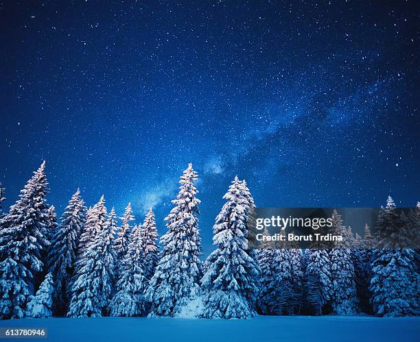 foresta invernale sotto le stelle - legno di pino foto e immagini stock