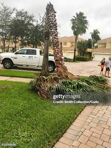 Couple walks through the cul-de-sac of a housing development and views a damaged palm tree which has been snapped in half by high winds during...