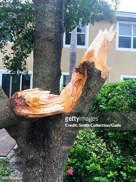 Snapped trunk of a thick tree, damaged during Hurricane Matthew, in West Palm Beach, Florida, October 7, 2016. .