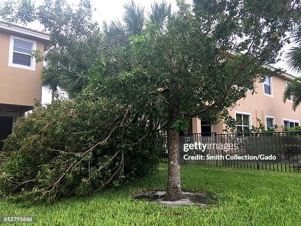 Damaged tree in a suburban backyard in the aftermath of Hurricane Matthew in West Palm Beach, Florida, October 7, 2016. .