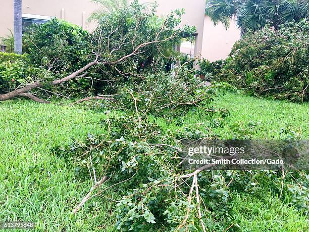 Fallen trees limbs in a suburban backyard following Hurricane Matthew in West Palm Beach, Florida, October 7, 2016. .