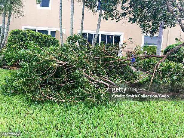 Several falls trees, damaged during Hurricane Matthew, cover a backyard in West Palm Beach, Florida, October 7, 2016. .