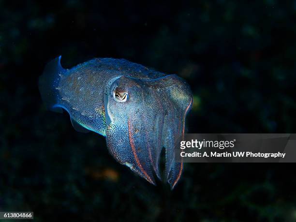 mediterranean cuttlefish - sepia fotografías e imágenes de stock