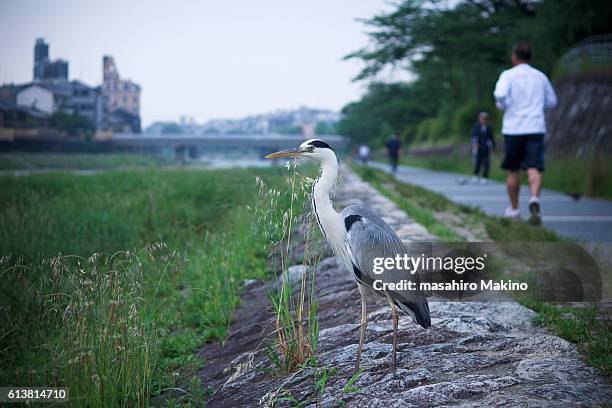 grey heron on the bank of kamo river in the morning - kamo river stock pictures, royalty-free photos & images