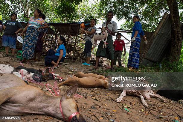 In this photograph taken on October 2 volunteers and veterinarians collect stray dogs from a cage for vaccination at a private dog shelter in...