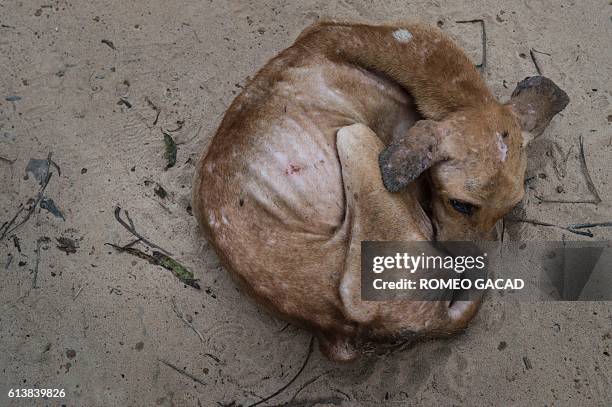 In this photograph taken on October 2 a sick stray dog is seen before getting vaccinated at a private dog shelter in Thanlyin, on the outskirts of...