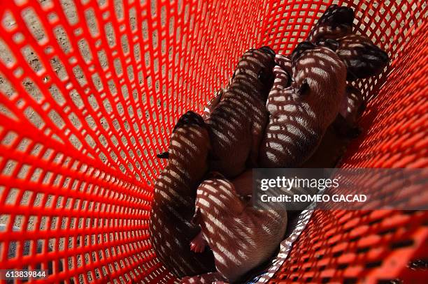 In this photograph taken on October 2 puppies of a stray dog are seen in a plastic basket at a private dog shelter in Thanlyin, on the outskirts of...