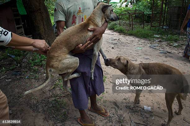 In this photograph taken on October 2 a volunteer collects stray dogs for vaccination at a private dog shelter in Thanlyin, on the outskirts of...