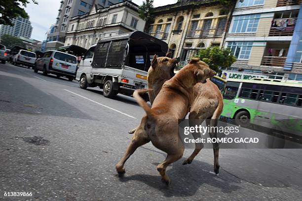 In this photograph taken on October 3 stray dogs clash in Yangon. More than 100,000 stray dogs roam the streets of Myanmar's commercial capital...