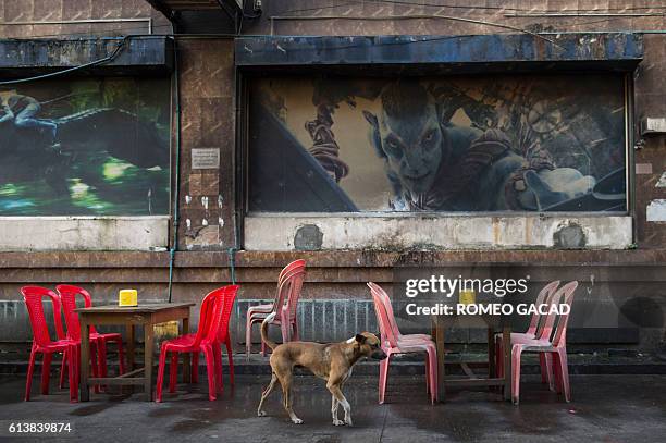 In this photograph taken on September 29 a stray dog walks past empty tables at a tea shop in Yangon. More than 100,000 stray dogs roam the streets...