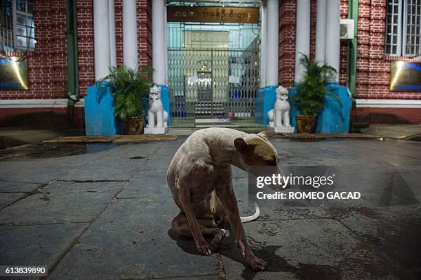 In this photograph taken on August 10 a stray dog sits outside Yangon's Custom House building. More than 100,000 stray dogs roam the streets of...