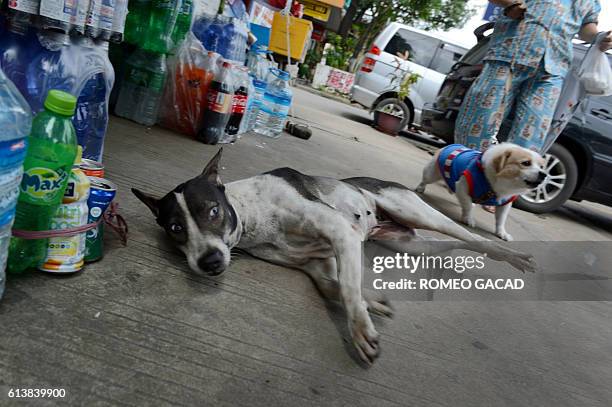 In this photograph taken on August 10 a pet dog walks with its owner past a stray dog outside a store in Yangon. More than 100,000 stray dogs roam...