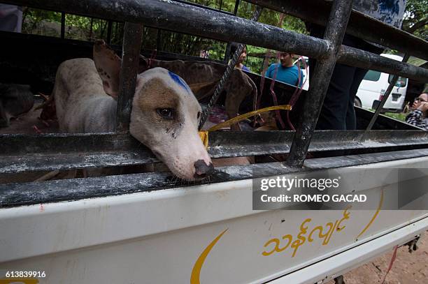 In this photograph taken on October 2 stray dogs are loaded onto a truck at a private dog shelter in Thanlyin, on the outskirts of Yangon. More than...