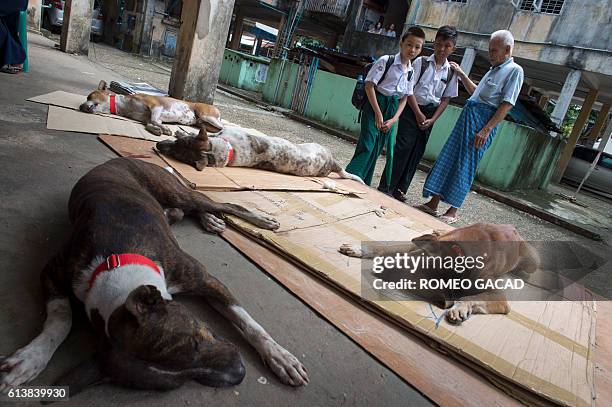 In this photograph taken October 6 residents look at stray dogs which have been sedated after being vaccinated and neutered by Yangon city veterinary...