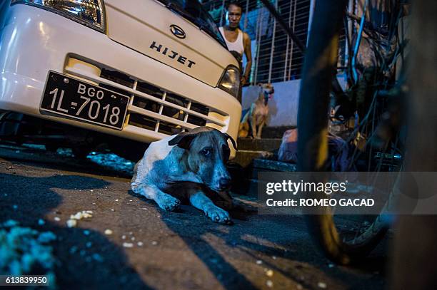 In this photograph taken on September 24 a resident looks at stray dogs in Yangon. More than 100,000 stray dogs roam the streets of Myanmar's...