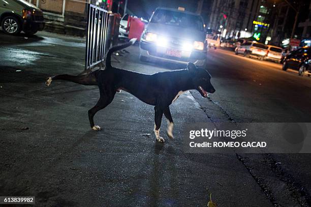 In this photograph taken on August 10 a stray dog prepares to cross a street at night in Yangon. More than 100,000 stray dogs roam the streets of...