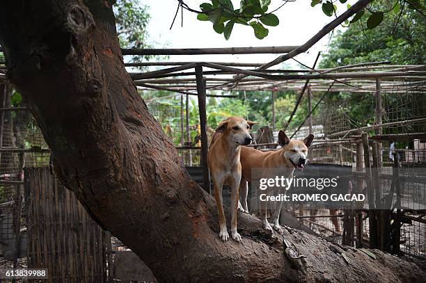 In this photograph taken on October 2 stray dogs watch as volunteers and veterinarians gather dogs for vaccination at a private dog shelter in...