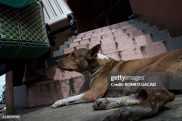 In this photograph taken on October 6 a stray dog lies beside the steps of an office and residential building in Yangon. More than 100,000 stray dogs...