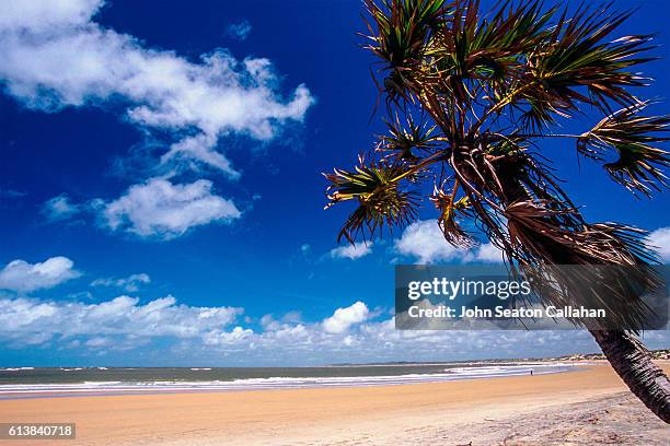 shela beach - insel lamu island stock-fotos und bilder
