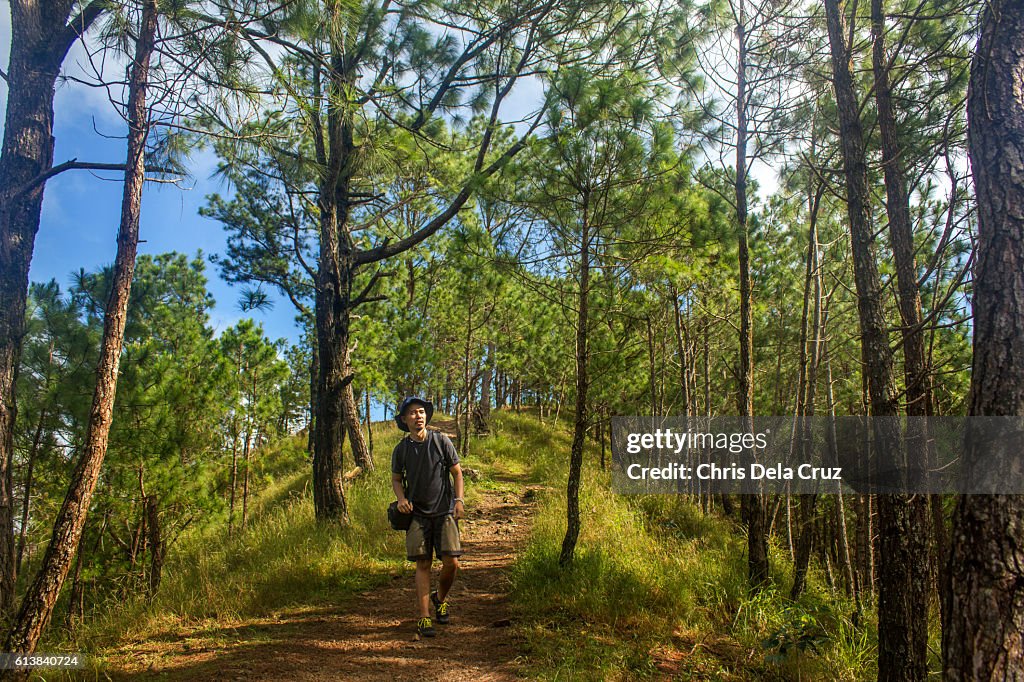 Male hiker walking among pine trees on a mountain