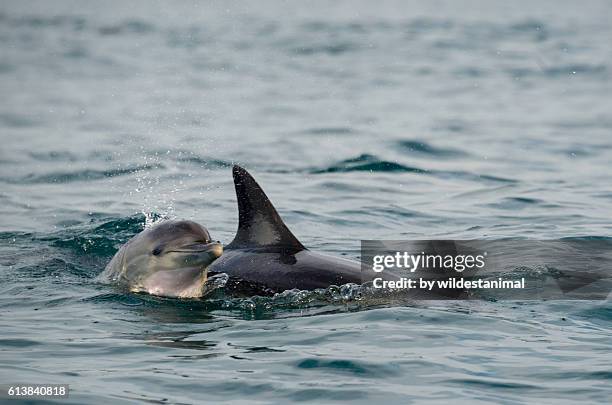 mum and calf dolphins - golfinhos bebés imagens e fotografias de stock