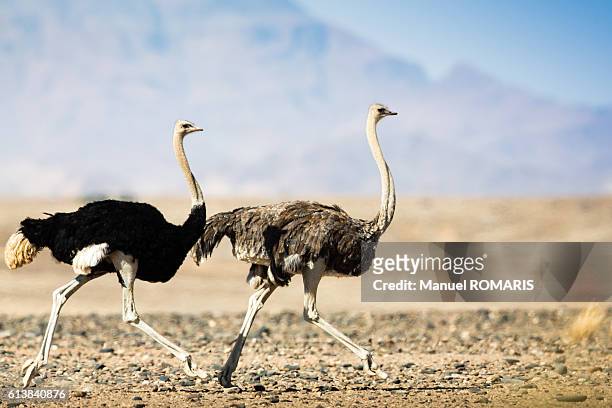 couple of ostriches - ostrich stockfoto's en -beelden