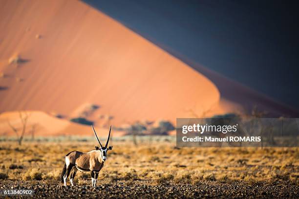 oryx - oryx stock pictures, royalty-free photos & images