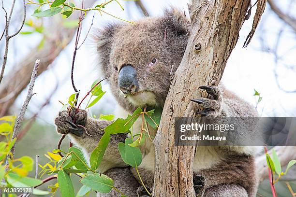koala eating eucalyptus tree - koala eating stock pictures, royalty-free photos & images
