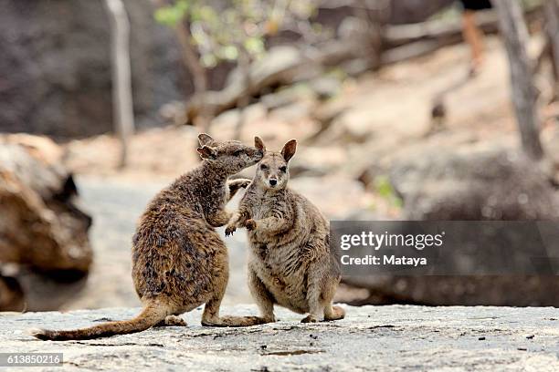 two rock wallabies - wallaby stock pictures, royalty-free photos & images