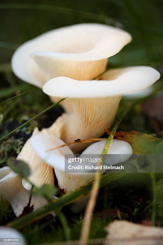 Branching Oyster Mushroom, Woodlands Scotland