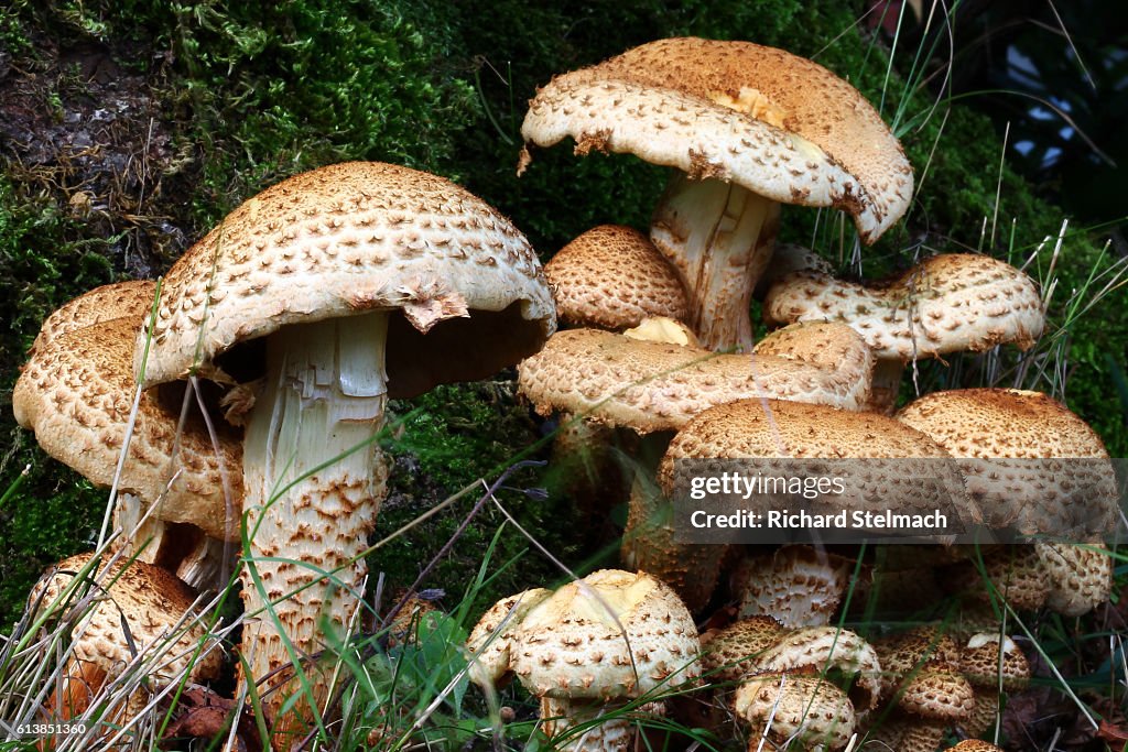 Shaggy Scalycap Mushrooms, Scotland