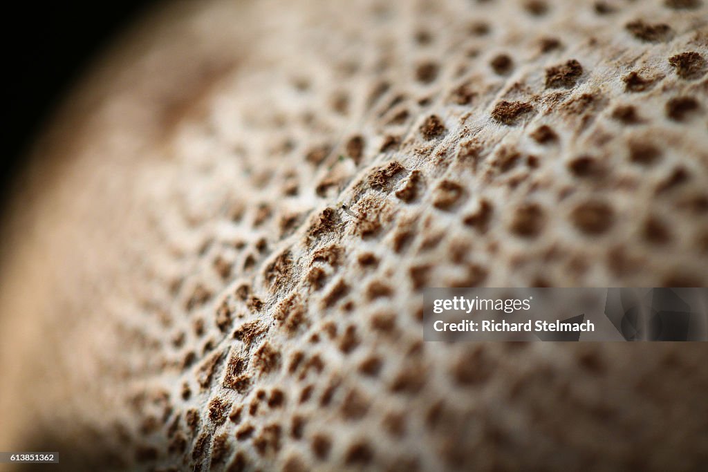 Scaly Earthball Mushroom Macro