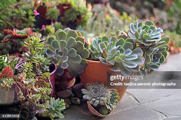 succulent collection - sempervivum stock-fotos und bilder